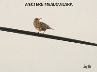 W. Meadowlark